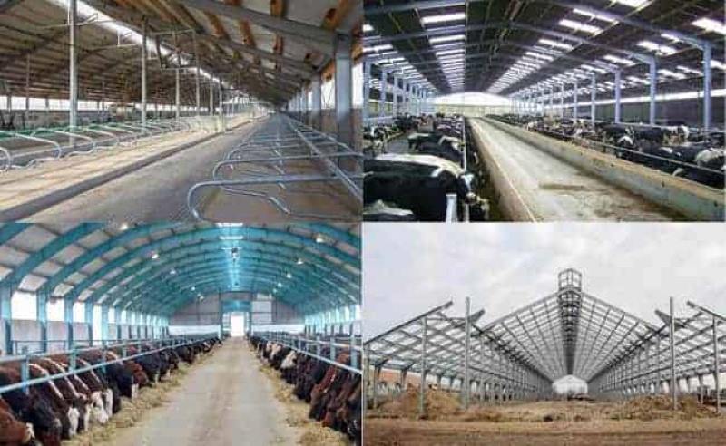 Steel-Frame-Cow-Barns