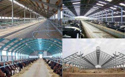 Steel Structure Cowsheds | Steel Frame Cow Barns | ZHM,China Manufacturer Factory Supplier
